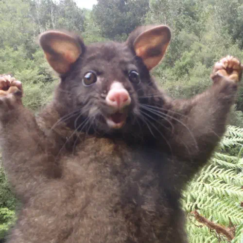 positivepossum